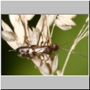 Cryptinae spp - Schlupfwespe 07d 6mm OS-Wallenhorst-Sandgrube-Tuempelufer.jpg